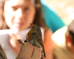 Els valors educatius dels tallers d’anellament d’ocells
