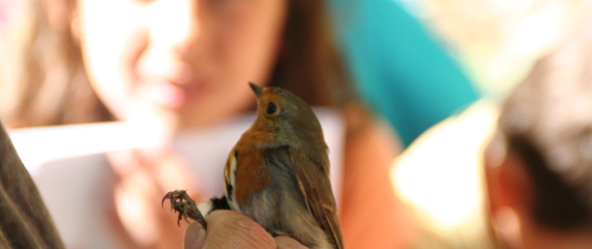 Els valors educatius dels tallers d’anellament d’ocells